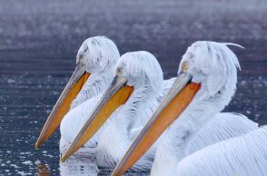 Κρυμμένα Θαύματα της Ευρώπης - Επεισόδιο «Ελλάδα» στο National Geographic WILD