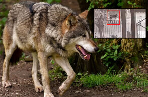 Λύκος στο δάσος - Λύκοι έξω από κατοικία στο Νεοχώρι Ημαθίας (Ένθετη)