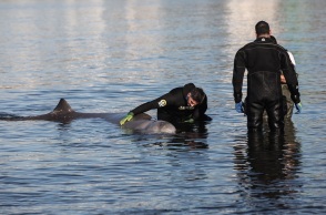 Μάχη για να σωθεί η φάλαινα στον Άλιμο