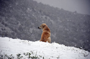 Σκύλος στα χιόνια
