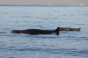Η φάλαινα ζιφιός στον Άλιμο - Ο «Σωτήρης» έφθασε στη Σαλαμίνα