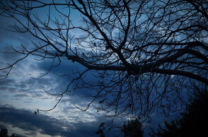 Σύννεφα πάνω από τα κλαδιά δέντρου