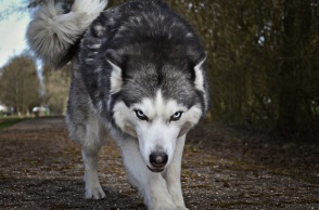 Λύκοι στον Διόνυσο: Η «ΚΑΛΛΙΣΤΩ» δίνει οδηγίες για την πιθανή επίθεση σε σκύλους
