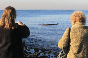 Η φάλαινα ζιφιός που βρέθηκε νεκρή στη Σαλαμίνα, είχε εγκλωβιστεί στον Άλιμο