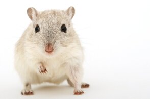 Ελβετία: Οι Ελβετοί ψηφίζουν την Κυριακή για το εάν η χώρα τους θα γίνει η πρώτη στον κόσμο που θα απαγορεύσει τις ιατρικές δοκιμές σε ζώα	