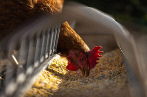 Κότα σε εκτροφείο