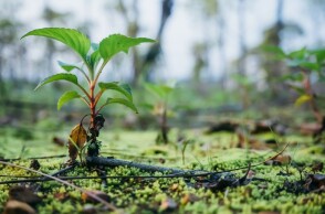 Δεντροφύτευση 
