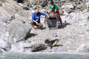 Η μεσογειακή φώκια «Εύη» αφέθηκε ελεύθερη στη Γυάρο