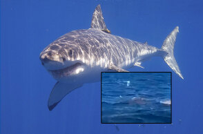 Λευκός καρχαρίας επιτέθηκε και σκότωσε λουόμενο στο Σίδνεϊ μπροστά στην κάμερα