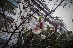 Ανθισμένη αμυγδαλιά σε δρόμο της Αθήνας