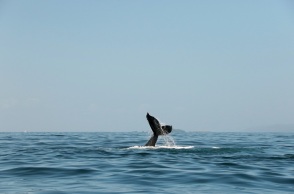 Δυο ζιφιοί ξεβράστηκαν στην Κέρκυρα
