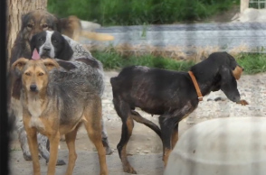 Σπάρτη: Εικόνες που σοκάρουν στα κυνοκομεία του Δήμου