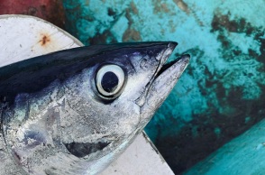 Ιόνιο: Ψάρεψαν γιγάντιο τόνο σχεδόν 400 κιλά