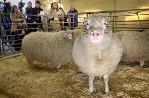 25 χρόνια από την κλωνοποίηση της Ντόλι 