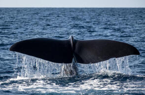Φυσητήρας - Φάλαινα