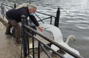 Κύκνος της Καστοριάς: Μεταφέρθηκε στην λίμνη Παμβώτιδα
