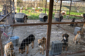 Αδέσποτα στο κυνοκομείο Σπάρτης