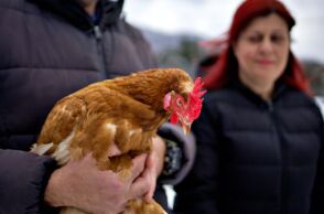 Αυτές οι κότες «Από τον Χορτιάτη» τρώνε πρόπολη κάθε μέρα