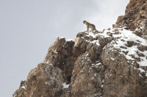 «Βελούδινη Βασίλισσα (The Velvet Queen)» των Μαρί Αμιγκέ και Βενσάν Μουνιέ