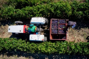 Αγρότες σε τρακτέρ κουβαλούν σταφίδες