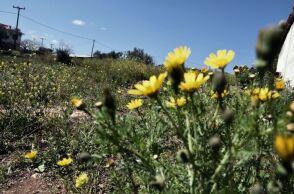 Αίθριος καιρός