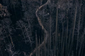 Καμένο δάσος Βαρυμπόμπης