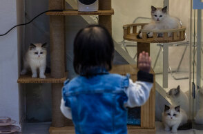 Στη Σαγκάη, με το lockdown σε ισχύ, σκύλοι και γάτες καταδικάζονται να πεθάνουν από τη δίψα και την πείνα