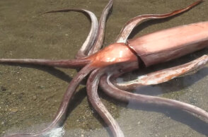 Ξεπερνά τα 3 μέτρα το καλαμάρι γίγας στην Ιαπωνία που εκβράστηκε ζωντανό