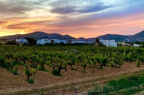 Οινοποιείο Moraitico: τα ωραία κρασιά της Πάρου