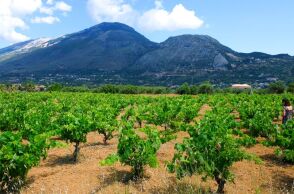 cmichael_pappas_-_kefalonia_winemakers_petrakopoulos_winery_29.jpg