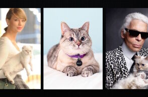 Τα 8 πιο πλούσια σκυλιά και γατιά του κόσμου - Πώς απέκτησαν τις περιουσίες και τα εκατομμύριά τους.