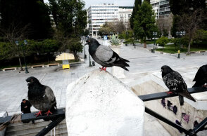 Περιστέρια στο Σύνταγμα