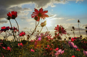 Λιβάδι με λουλούδια