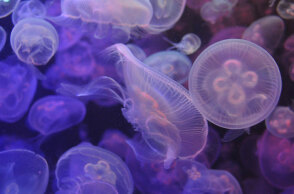 Μωβ μέδουσα: Έξαρση στις ελληνικές θάλασσες το καλοκαίρι