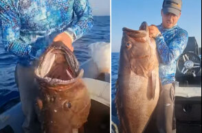 Το ψάρι γίγας που έπιασαν ψαράδες στα Χανιά