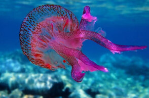 Η μωβ μέδουσα εξαπλώνεται ταχύτατα στις ελληνικές θάλασσες