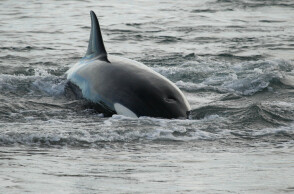 Επιχείρηση διάσωσης όρκας στον ποταμό Σηκουάνα - Δείτε βίντεο  