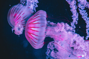 Μωβ μέδουσα