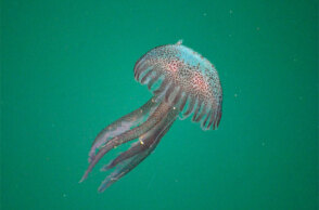 Η μωβ μέδουσα εμφανίζεται σε ολοένα και περισσότερες παραλίες στην Ελλάδα