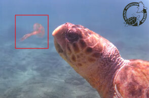 Θαλάσσια χελώνα στη Νάξο ετοιμάζεται να φάει μέδουσα