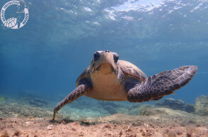 Μάριος, η θαλάσσια χελώνα στη Νάξο