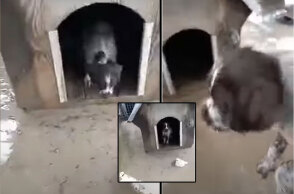 Βολεϊμπολίστας στην Ορεστιάδα έσωσε τον σκύλο του από την πλημμύρα