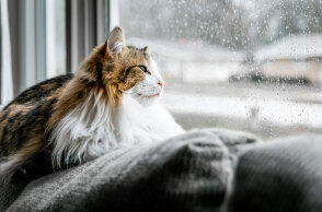 Βροχερός ο καιρός αύριο Τετάρτη (15/6), σύμφωνα με την πρόγνωση του meteo