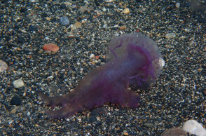 Το τσίμπημα από μωβ μέδουσα απαιτεί συγκεκριμένη αντιμετώπιση και προσοχή στα συμπτώματα