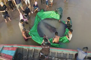 Το τεράστιο σαλάχι που έπιασαν ψαράδες στην Καμπότζη