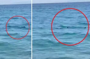 Καλαμάτα: Εμφανίστηκε καρχαριοειδές σε παραλία