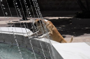 Καύσωνας: Σκύλος έχει ανέβει σε σιντριβάνι που ρίχνει νερό