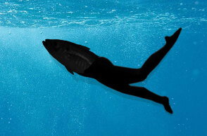 Οι «λεσεψιανοί μετανάστες» πολλαπλασιάζονται στις ελληνικές θάλασσες