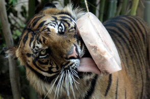 Τίγρης γλείφει τον πάγο με το κρέας στον Ζωολογικό Κήπο της Ρώμης, καθώς ο καύσωνας επιμένει