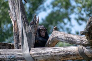 Αττικό ζωολογικό πάρκο: Ο Κούγιας αναλαμβάνει φιλοζωική για τη θανάτωση του χιμπατζή